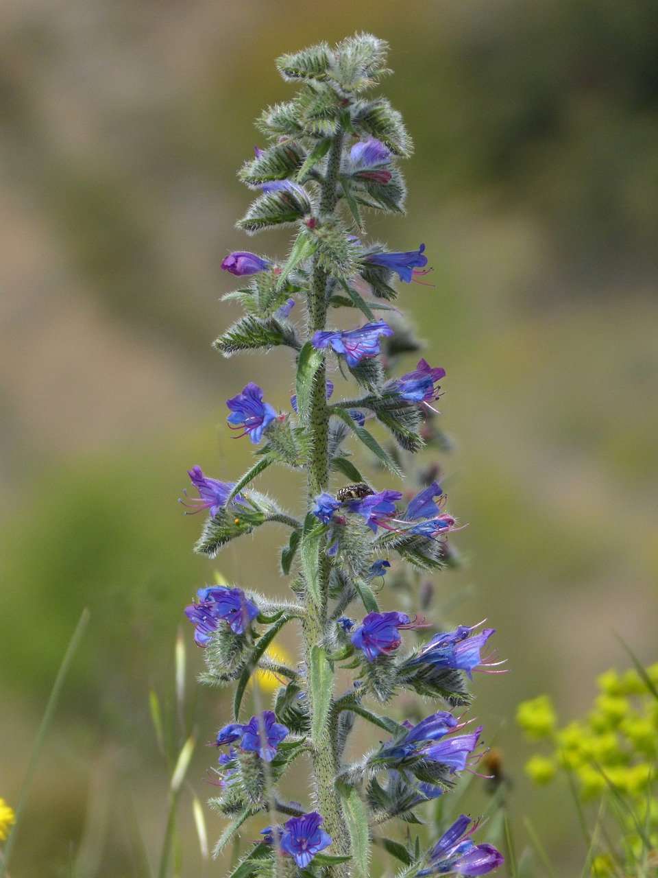 Echium vulgare – Slangenkruid | inheemse drachtplanten kwekerij